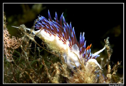 Egg-lying Hervia (cratena peregrina) in l'Estartit by Daniel Strub 